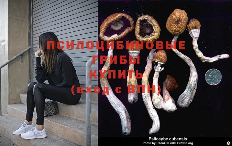 Псилоцибиновые грибы Magic Shrooms  Дивногорск 